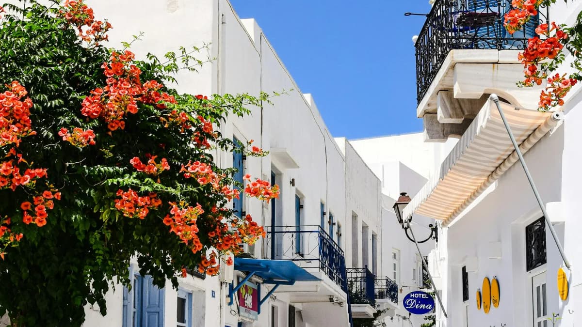Whitewashed traditional village alley with bougainvillea in Emporio and Megalochori, Santorini inland villages