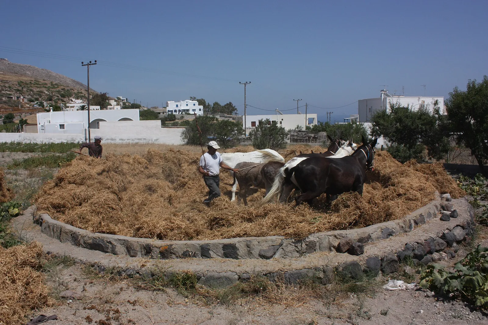 Farmer driving mules around a stone threshing floor heaped with dried fava plants