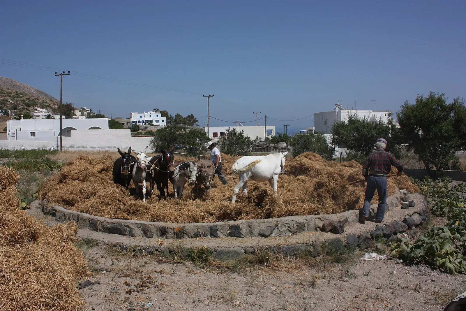 Mules threshing the fava harvest on a round stone threshing floor in a Santorini village