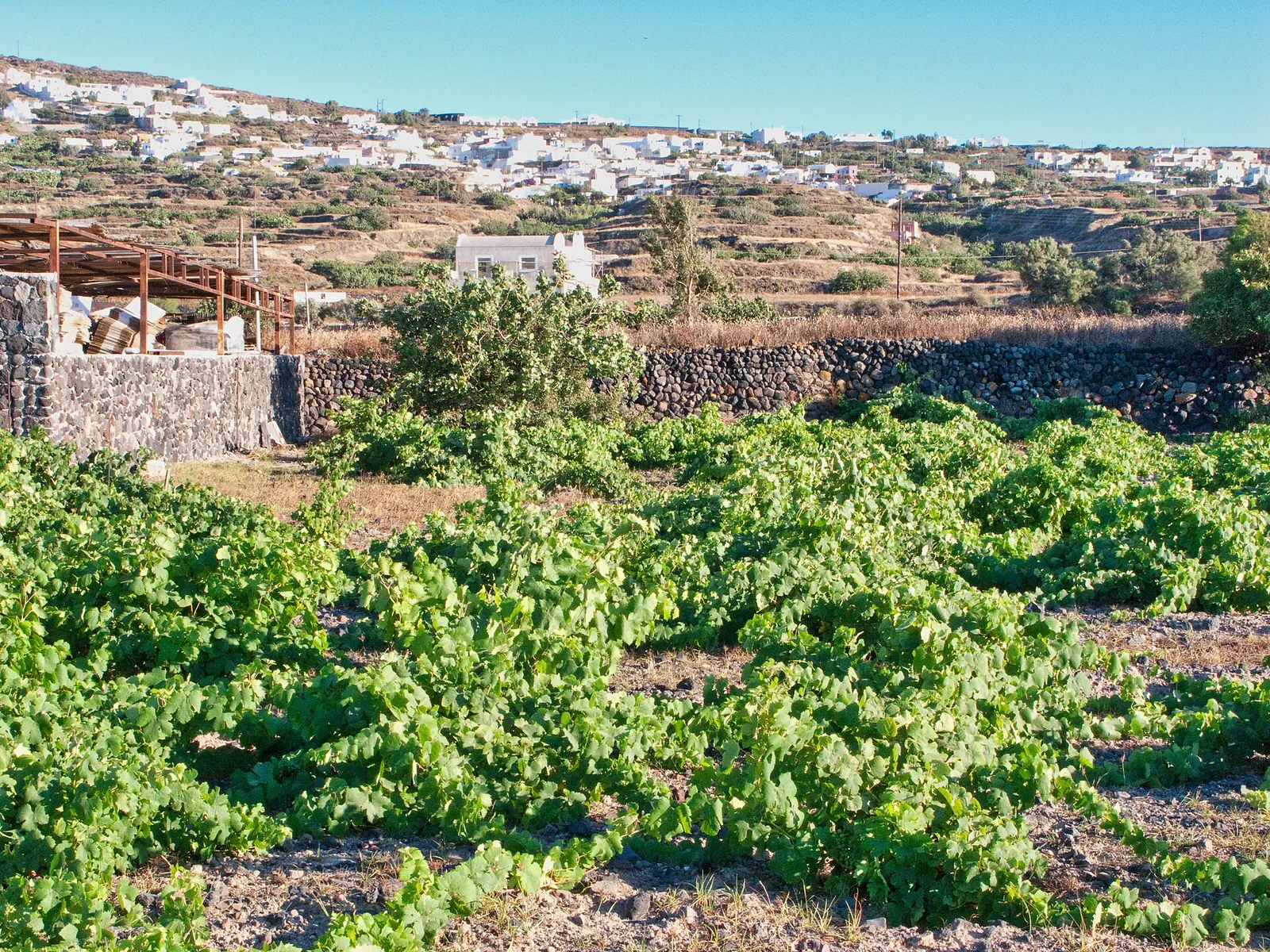 Low Assyrtiko vines trained close to the ground between stone walls, white houses behind