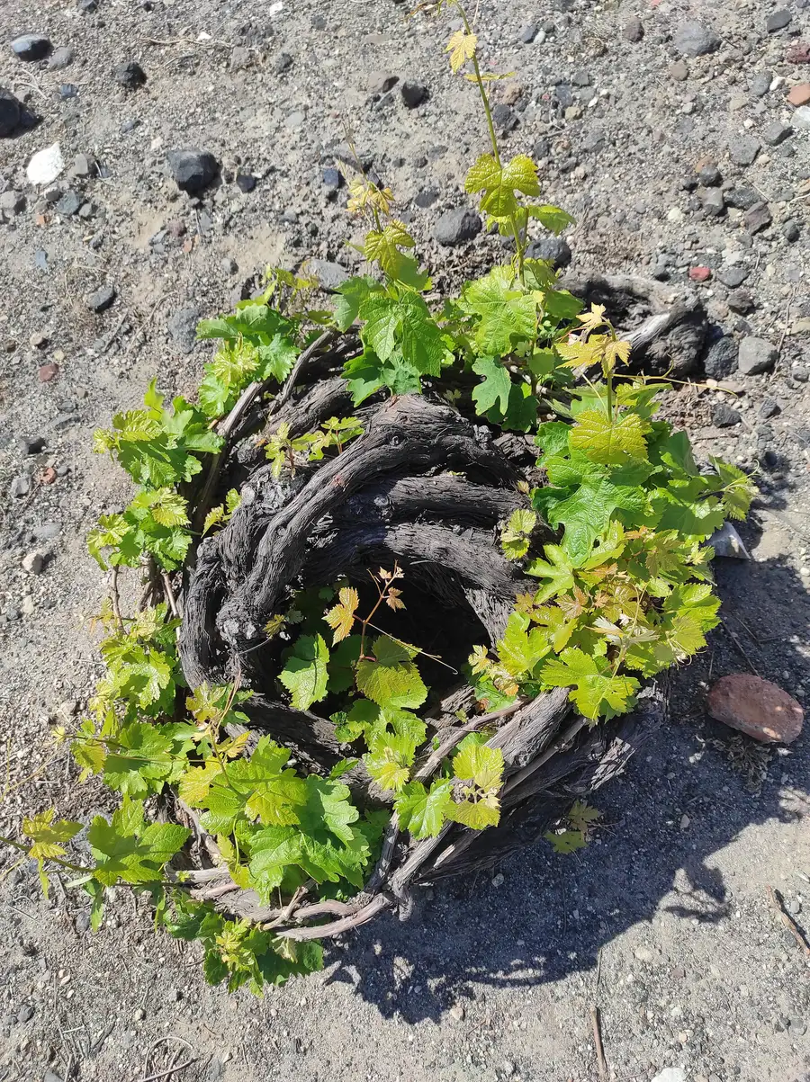 An old Assyrtiko vine trained into a round basket, or kouloura, sitting low on bare volcanic soil