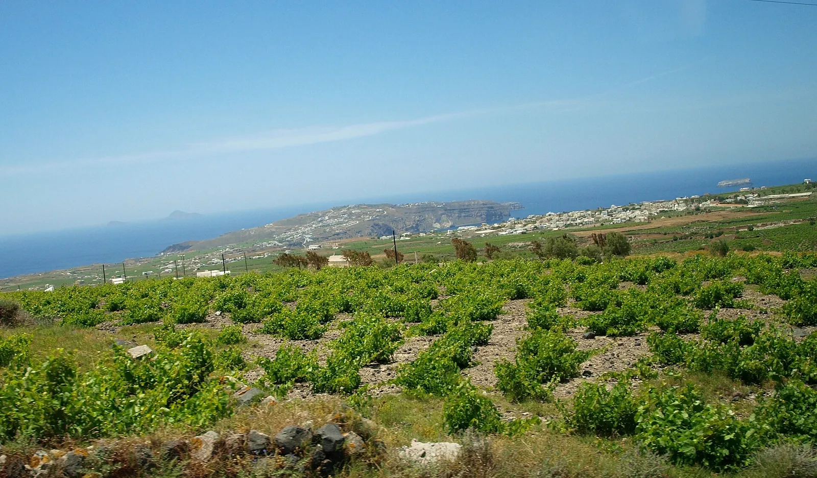 Rows of low Santorini vines in a field, the coast and sea beyond