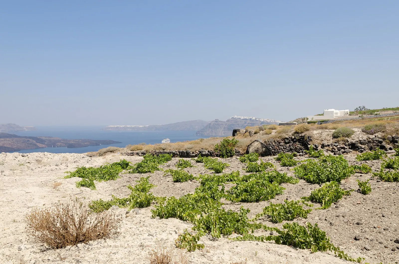 Low basket-trained vines in a volcanic vineyard near Megalochori, with the Santorini caldera and the cliffs of Fira in the distance